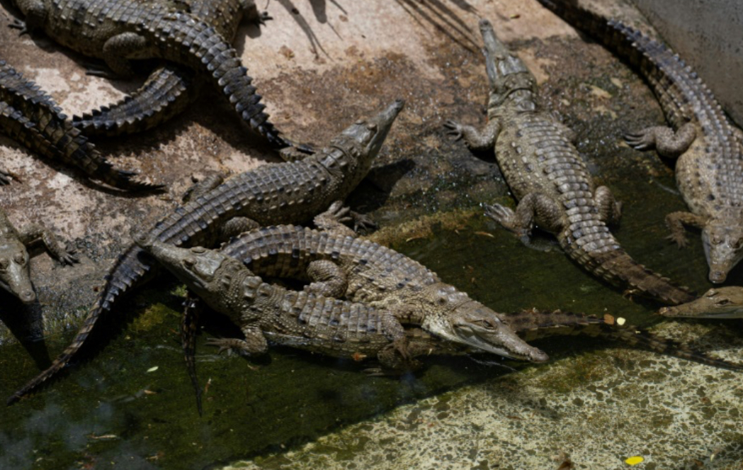 Quem dá mais? China tenta leiloar 100 toneladas de crocodilos vivos