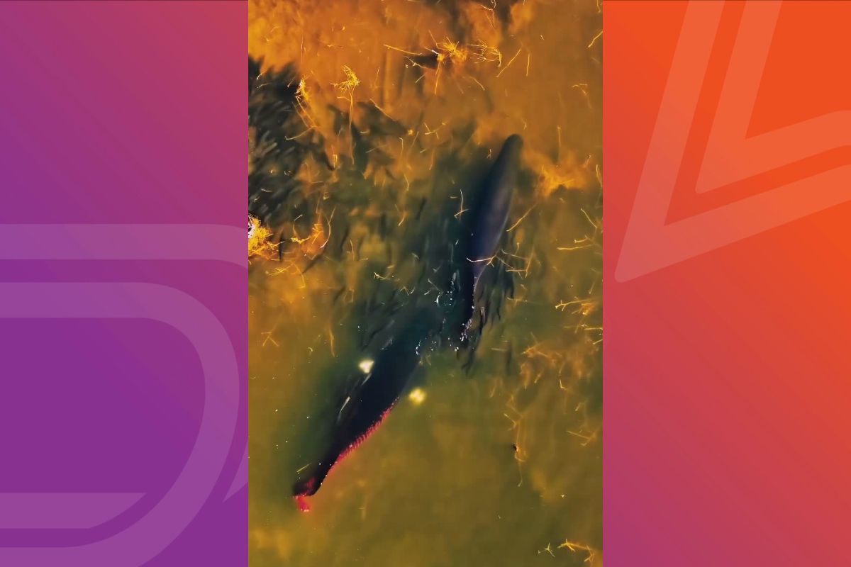 Baleias? Drone registra gigantes amazônicos nadando entre cardume no Rio Teles Pires